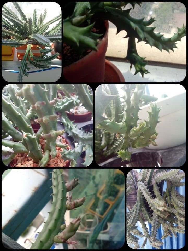 รีวิว แคคตัส รีวิว แคคตัส