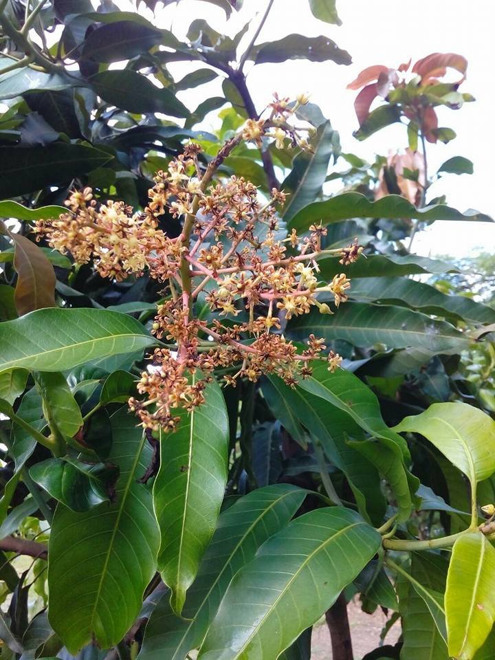 รีวิว มะม่วงนอกฤดู รีวิว มะม่วงนอกฤดู