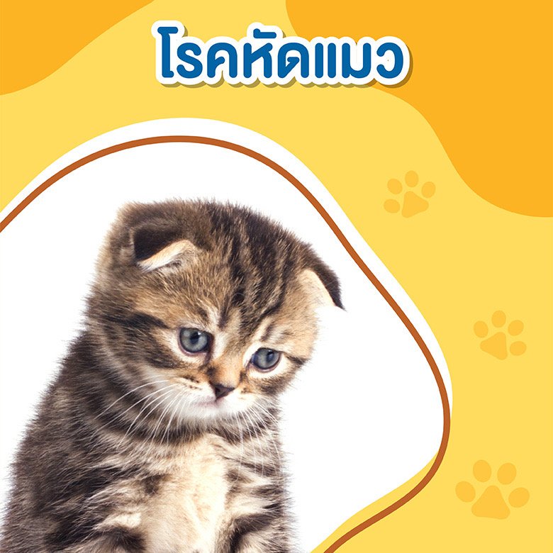 โรคหัดแมว โรคหัดแมว