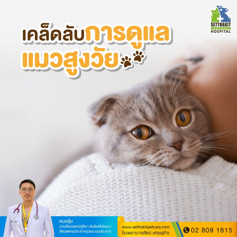 ทาสแมว ทาสแมว