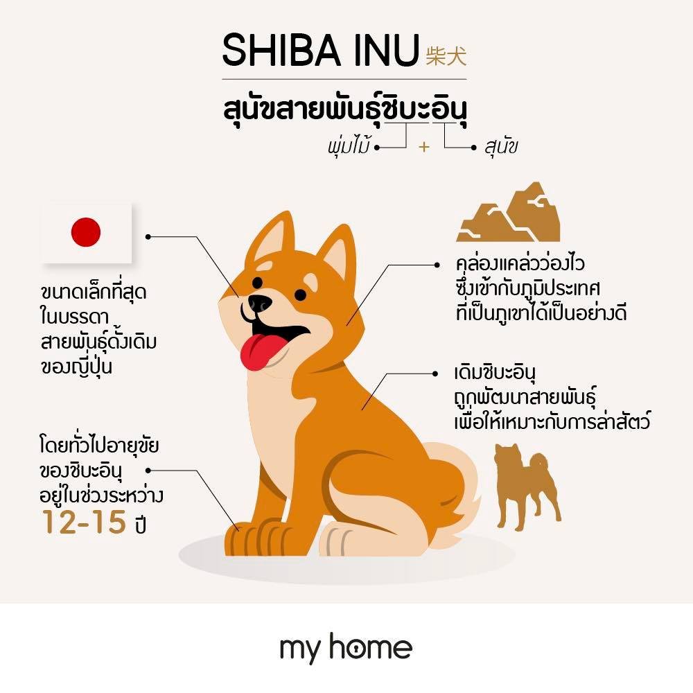 ชิบะ อินุ (Shiba Inu)