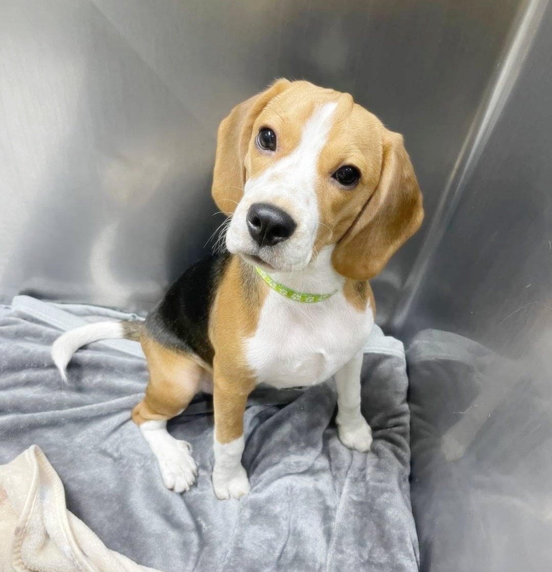 น้องส้มตำ สุนัขพันธุ์ Beagle มาผ่าตัดทำหมันเพศเมีย และแก้ไขไส้เลื่อนบริเวณสะดือ  น้องส้มตำ สุนัขพันธุ์ Beagle มาผ่าตัดทำหมันเพศเมีย และแก้ไขไส้เลื่อนบริเวณสะดือ