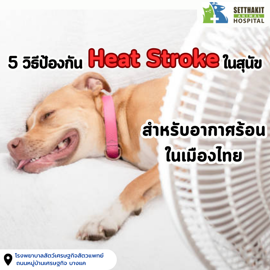 5 วิธีป้องกัน Heat Stroke ในสุนัข สำหรับอากาศร้อนในเมืองไทย