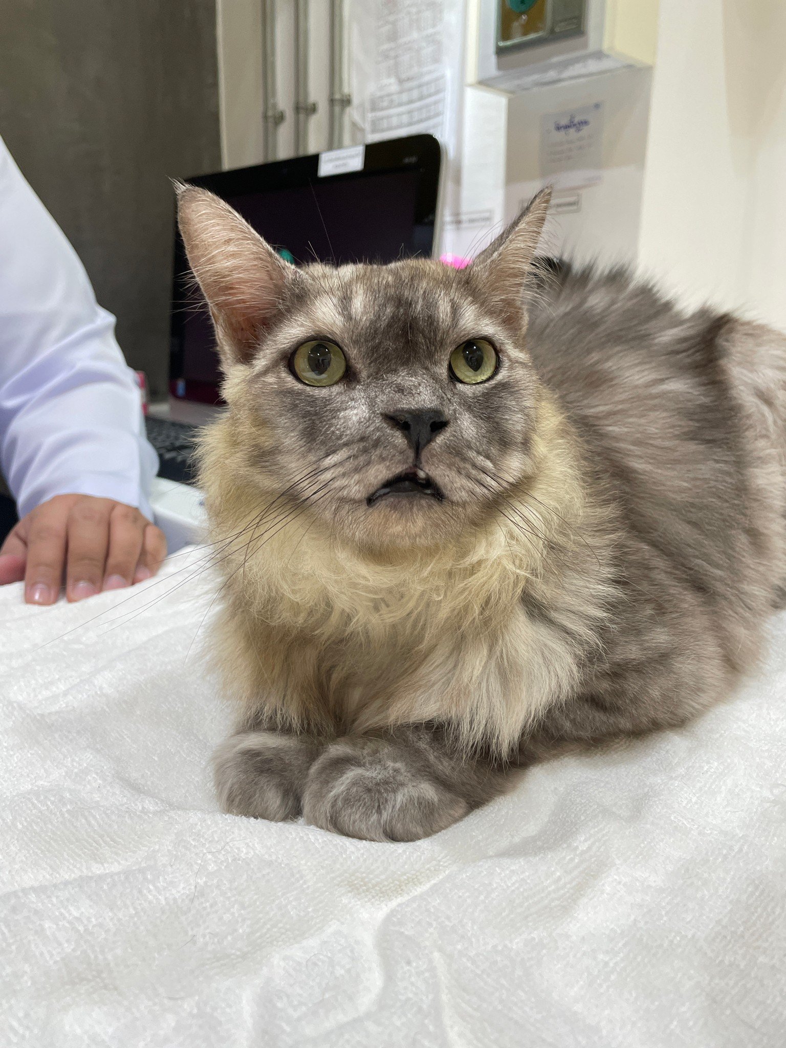 น้องเก้า มาตรวจผิวหนังกับอาจารย์เฉพาะทางผิวหนัง น้องเก้า มาตรวจผิวหนังกับอาจารย์เฉพาะทางผิวหนัง