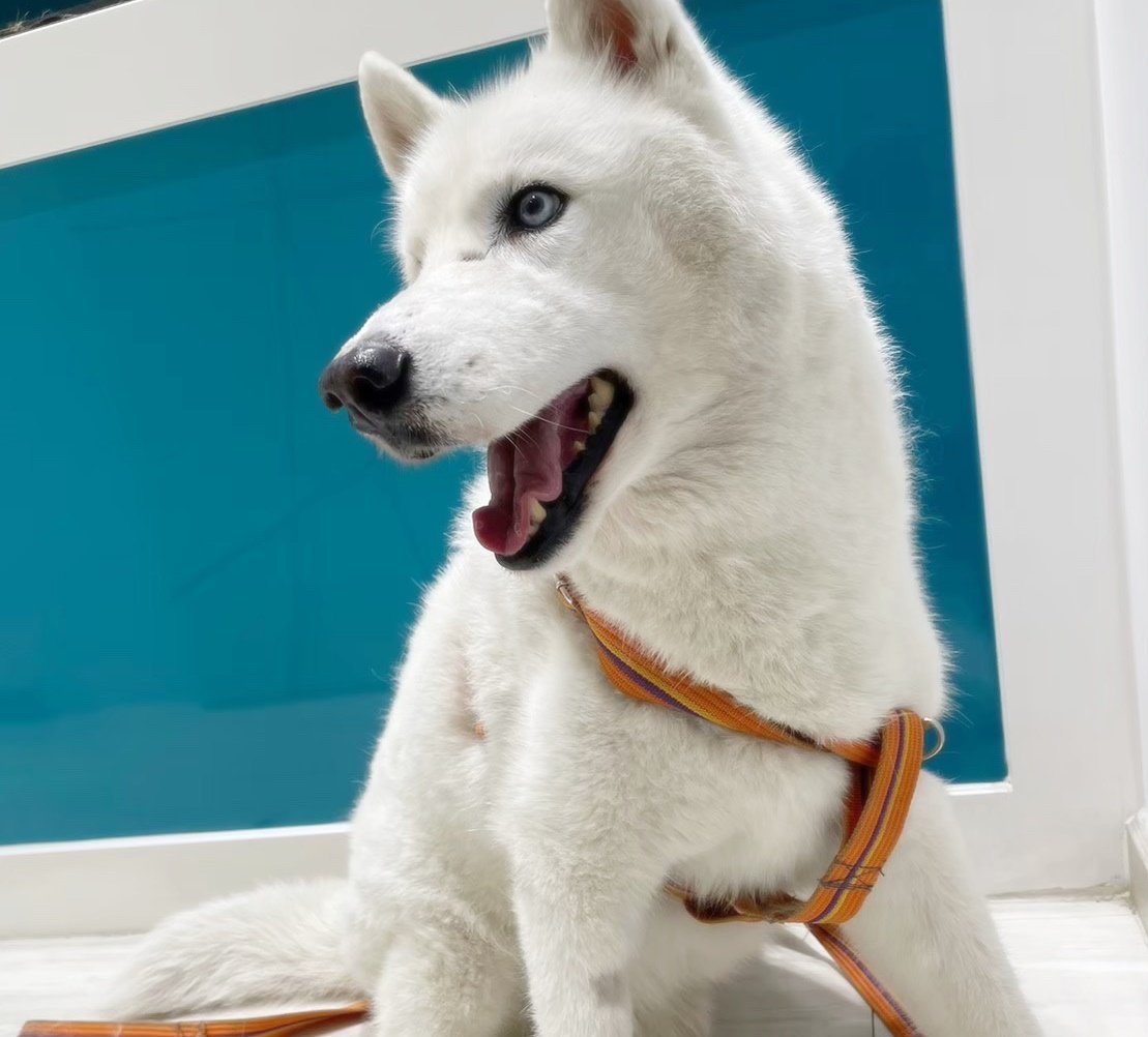 น้องลัคกี้ ไซบีเรียน อายุ 14 ปี มีอาการจาม และน้ำมูกปนเลือดไหล น้องลัคกี้ ไซบีเรียน อายุ 14 ปี มีอาการจาม และน้ำมูกปนเลือดไหล