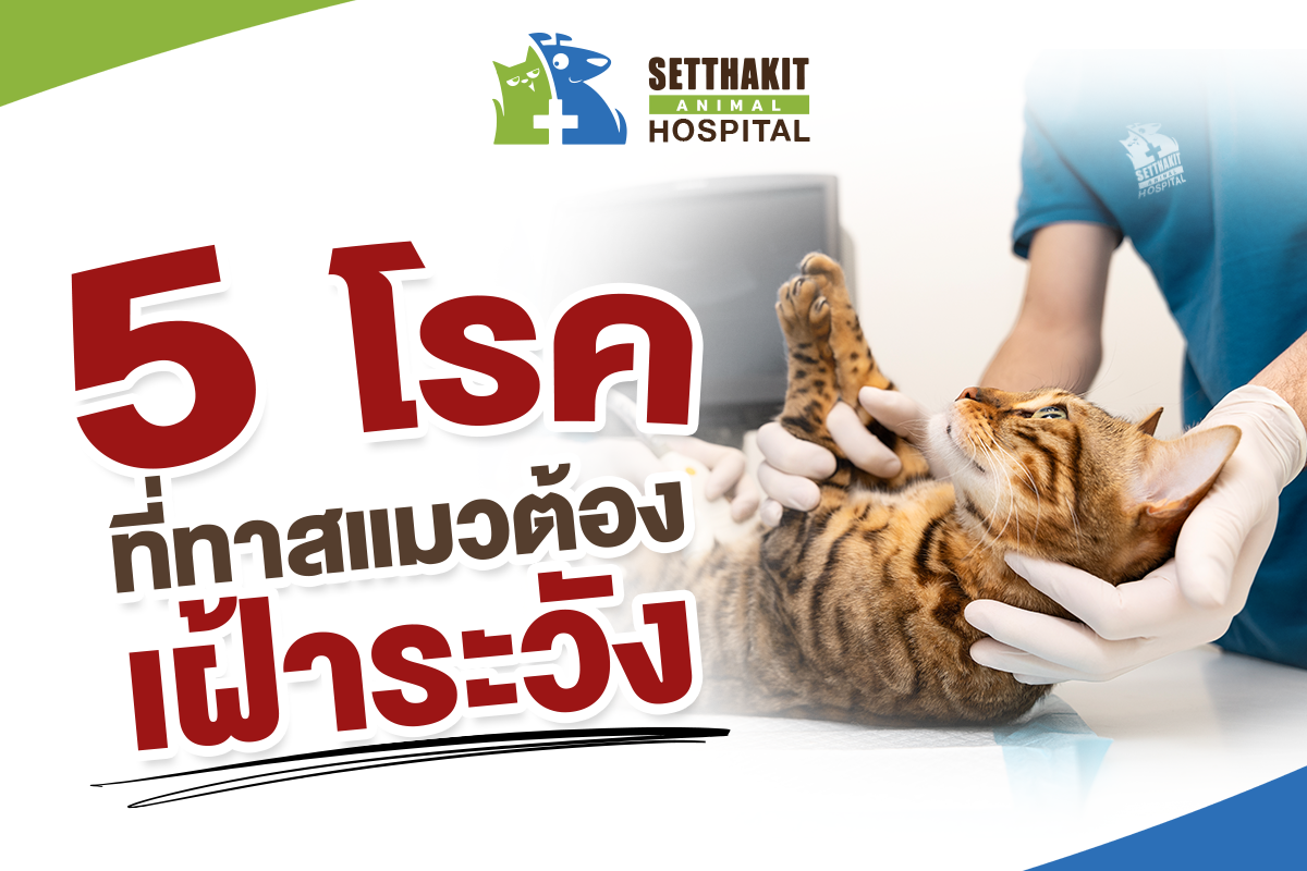 5 โรคแมวที่เจ้าของควรรู้ พร้อมวิธีป้องกันและแนวทางดูแลที่เหมาะกับแมว