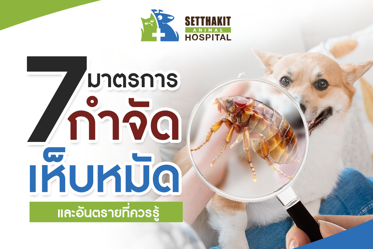 7 มาตรการกำจัดเห็บหมัดให้อยู่หมัด และภัยจากเห็บหมัดที่เจ้าของสัตว์เลี้ยงควรรู้ ปกป้องสุขภาพน้องหมาน้องแมวในหน้าฝน