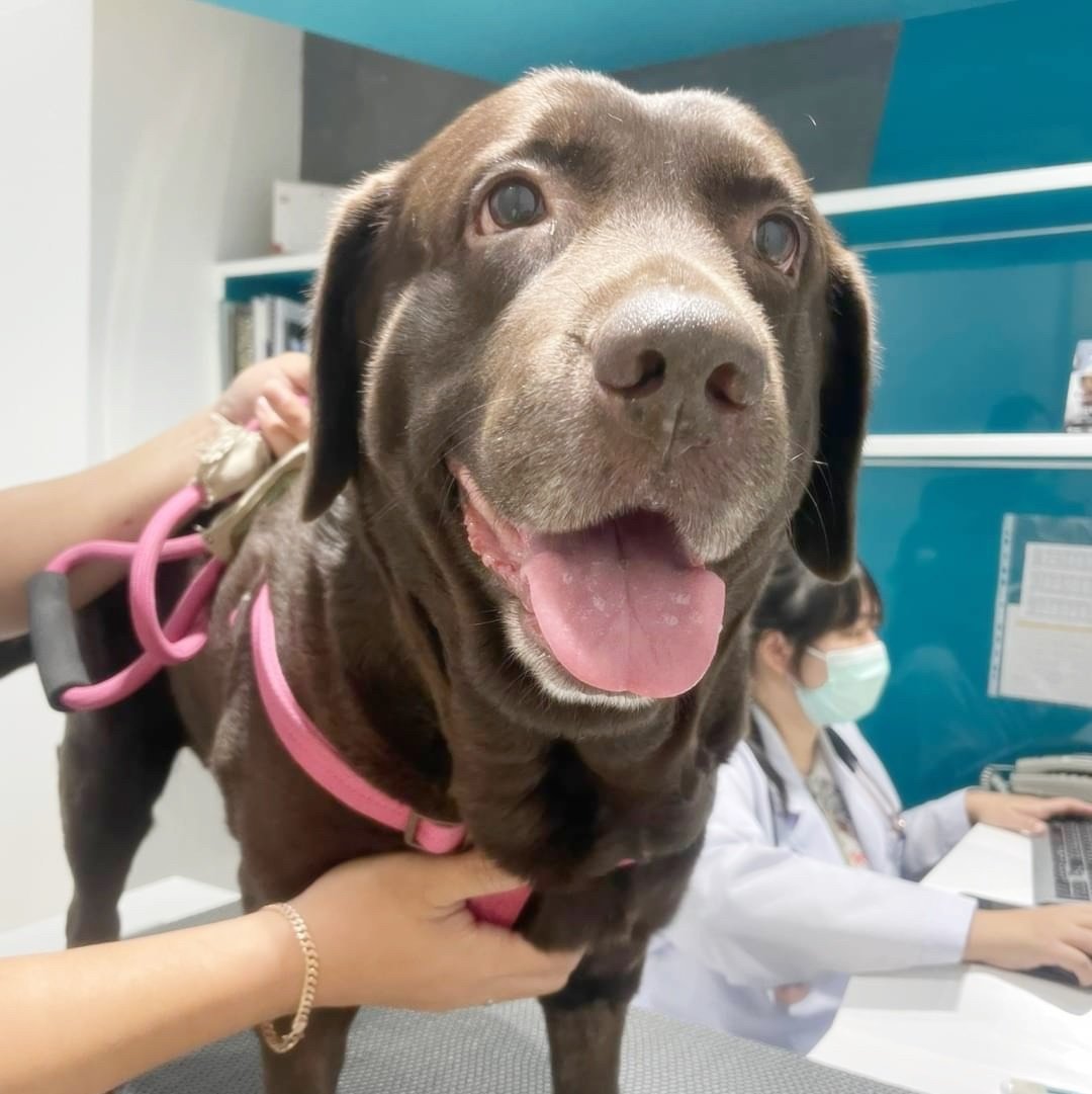 น้องมารวย เป็นมะเร็งกล้ามเนื้อเรียบมดลูก เข้ารับการผ่าตัดที่โรงพยาบาลสัตว์เศรษฐกิจสัตวแพทย์ น้องมารวย เป็นมะเร็งกล้ามเนื้อเรียบมดลูก เข้ารับการผ่าตัดที่โรงพยาบาลสัตว์เศรษฐกิจสัตวแพทย์