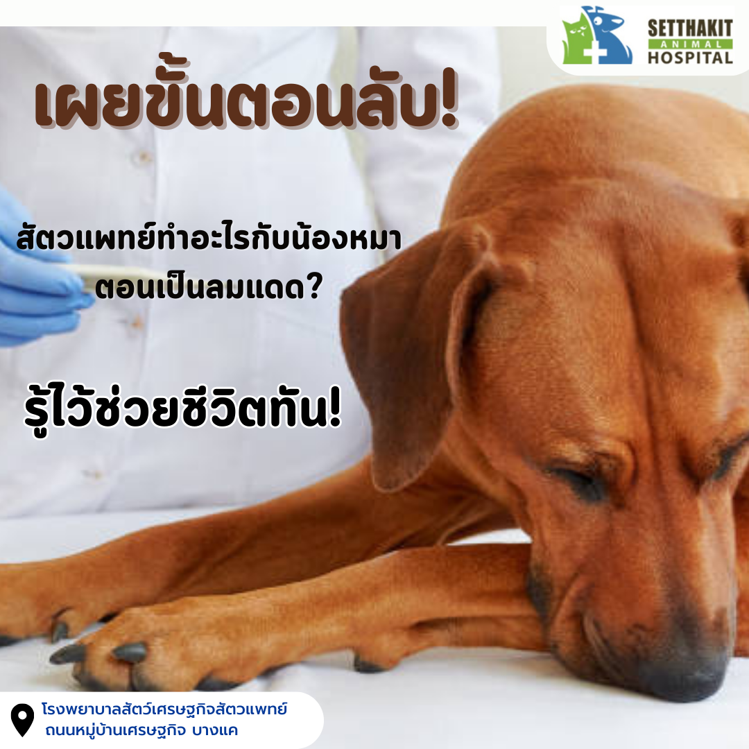 เผยขั้นตอนลับ! สัตวแพทย์ทำอะไรกับน้องหมาตอนเป็นลมแดด? รู้ไว้ช่วยชีวิตทัน!