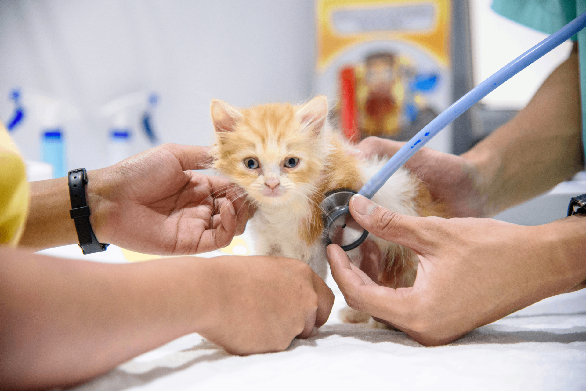 วัคซีนลิวคีเมียและเอดส์แมว