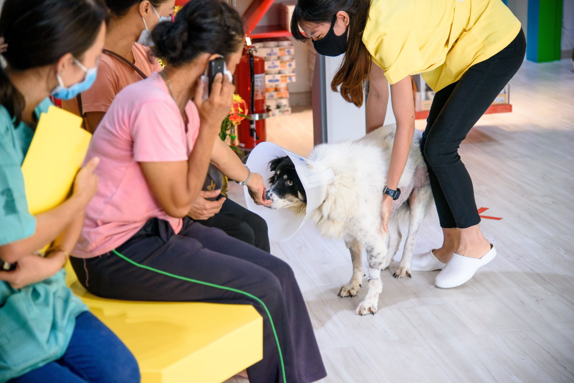 โภชนาการที่ดีส่งผลต่อสุขภาพผิวหนังและขนสุนัขได้อย่างไร? โภชนาการที่ดีส่งผลต่อสุขภาพผิวหนังและขนสุนัขได้อย่างไร?