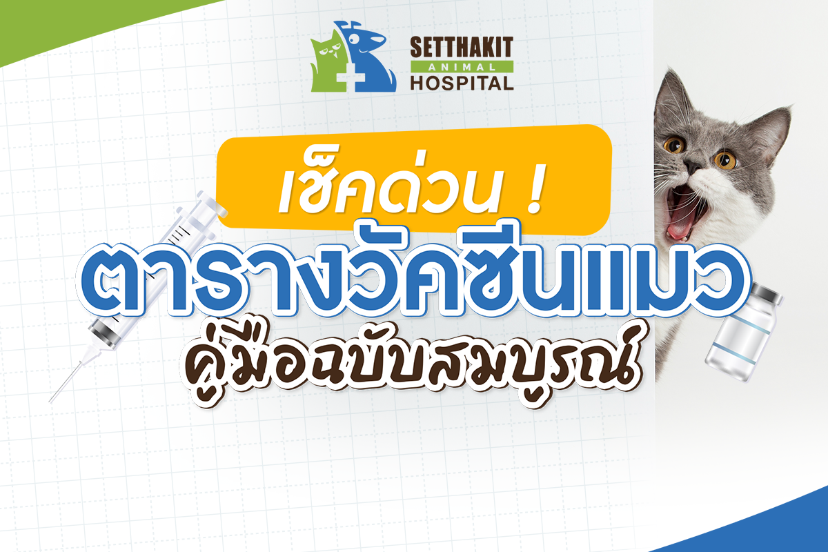 ตารางการฉีดวัคซีนแมว: คู่มือฉบับสมบูรณ์สำหรับเจ้าของแมว ตารางการฉีดวัคซีนแมว: คู่มือฉบับสมบูรณ์สำหรับเจ้าของแมว