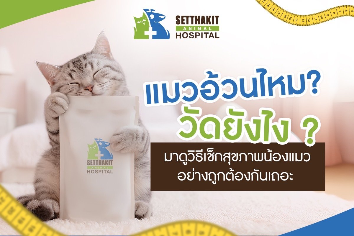 แมวอ้วนไหม? วัดยังไง มาดูวิธีเช็กสุขภาพน้องแมวอย่างถูกต้องกันเถอะ