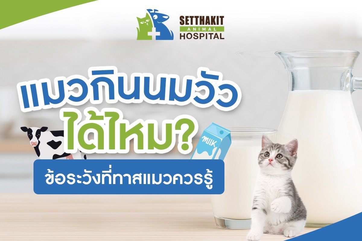 แมวกินนมวัวได้ไหม? ข้อระวังที่ทาสแมวควรรู้