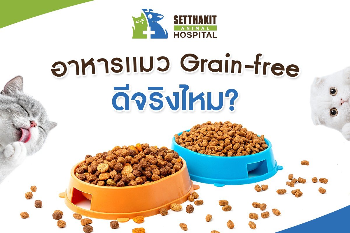 อาหารแมว Grain-free ดีจริงไหม?