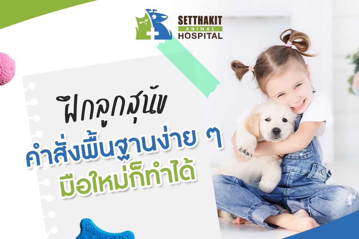 ฝึกลูกสุนัข ด้วยคำสั่งพื้นฐานง่าย ๆ ที่เจ้าของมือใหม่ก็ทำได้