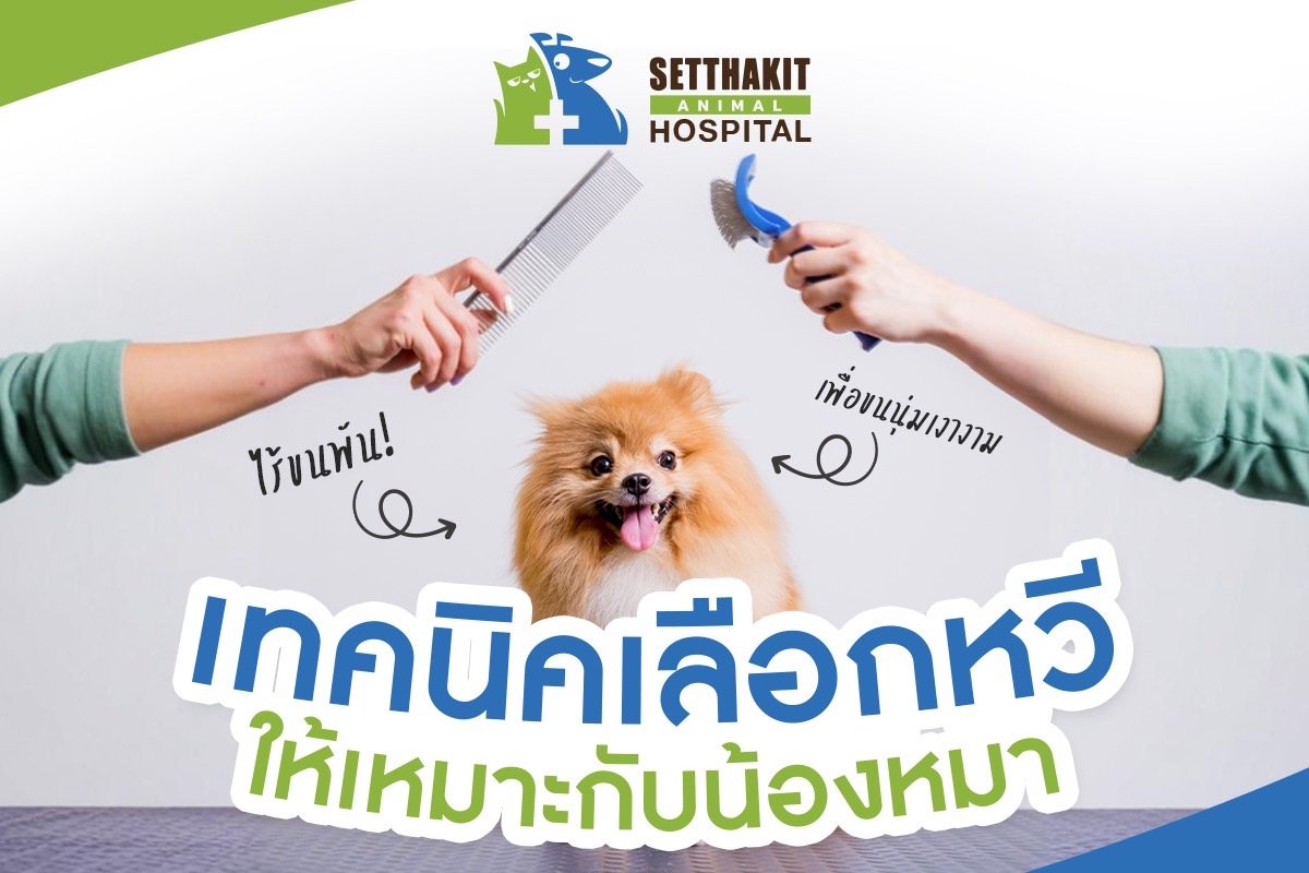 เทคนิคเลือกหวีให้เหมาะกับน้องหมา เพื่อขนนุ่มเงางาม ไร้ขนพัน!