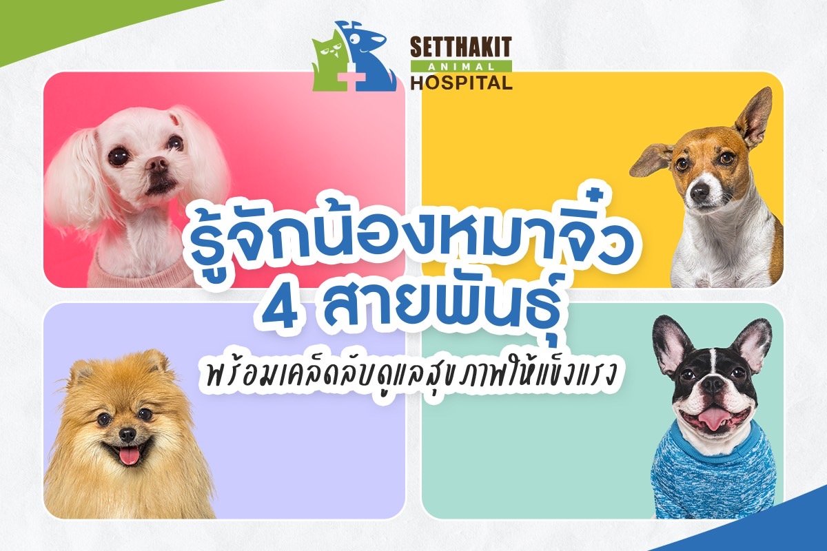 รู้จักน้องหมาจิ๋ว 4 สายพันธุ์ พร้อมเคล็ดลับดูแลสุขภาพให้แข็งแรง