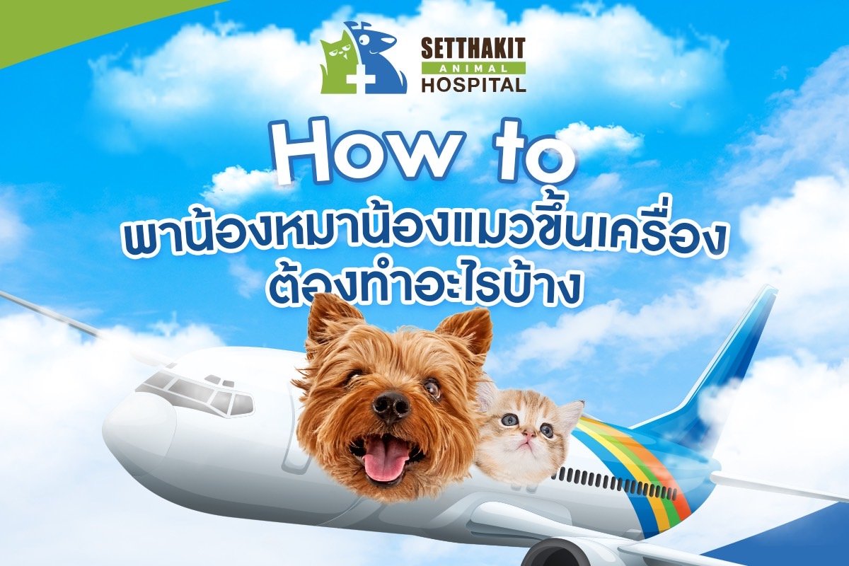 พาน้องหมาน้องแมวขึ้นเครื่องบิน ต้องเตรียมอะไรบ้าง?
