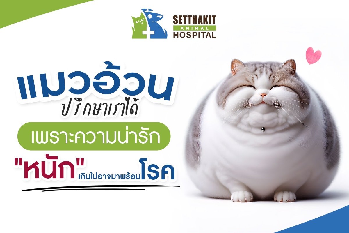 แมวอ้วน ปรึกษาเราได้ เพราะความน่ารัก หนัก เกินไป อาจมาพร้อมโรคที่คุณไม่คาดคิด