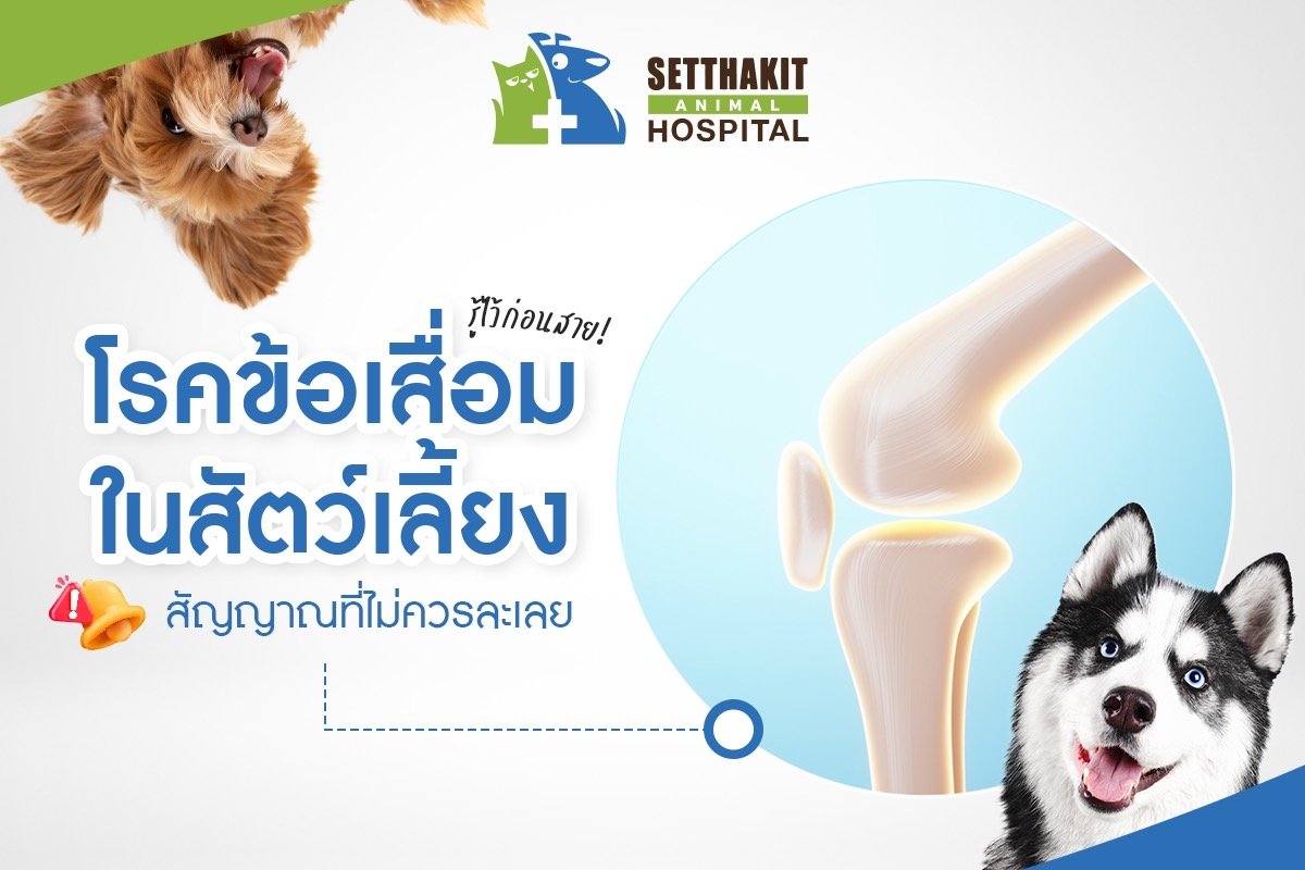 โรคข้อเสื่อมในสัตว์เลี้ยง: สัญญาณที่ไม่ควรละเลย รู้ไว้ก่อนสาย โรคข้อเสื่อมในสัตว์เลี้ยง: สัญญาณที่ไม่ควรละเลย รู้ไว้ก่อนสาย