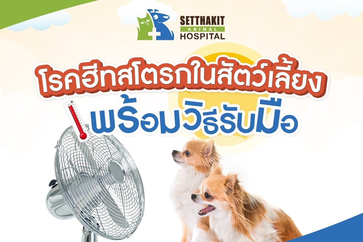 ฮีทสโตรก!! อันตรายของ "สัตว์เลี้ยง" ในหน้าร้อนที่เจ้าของต้องระวัง