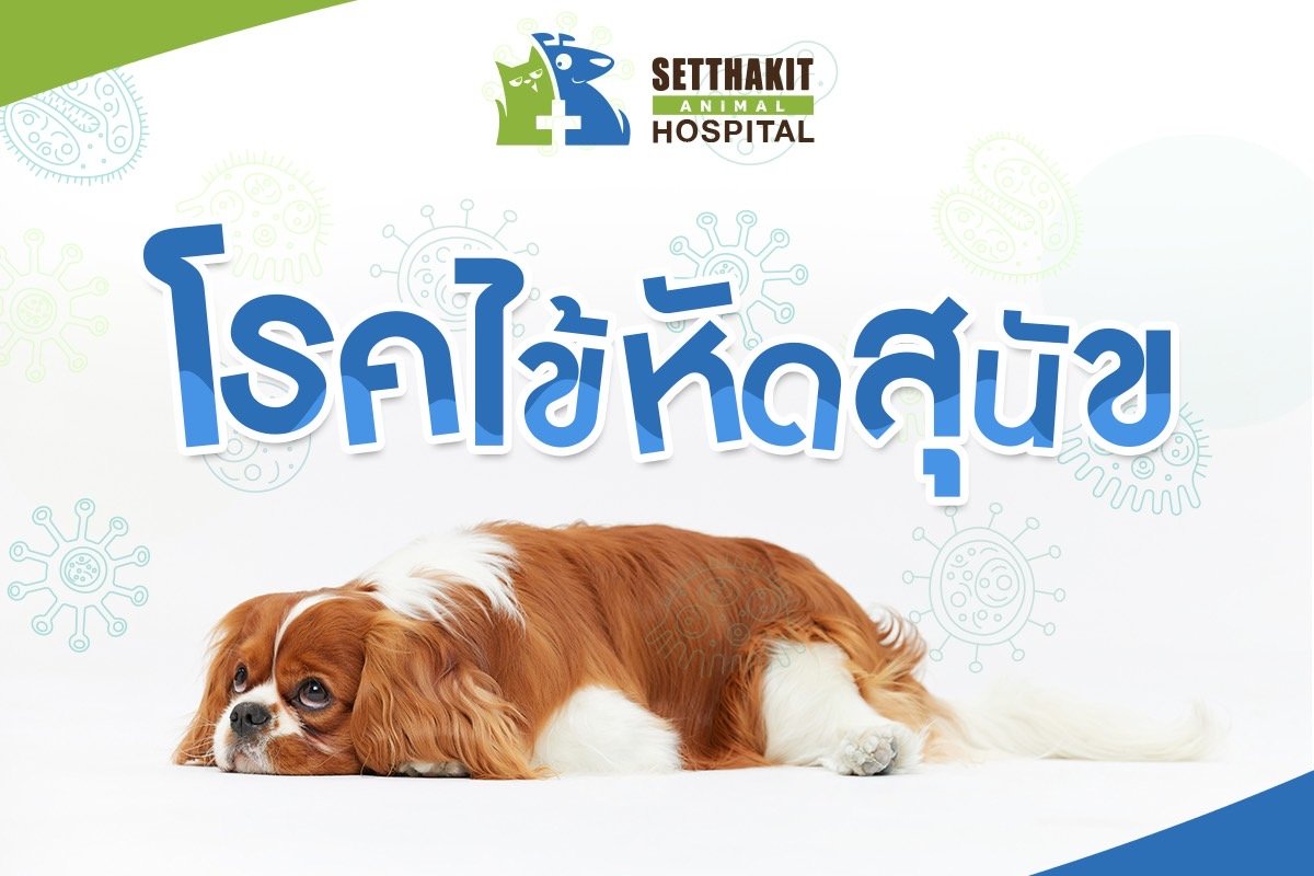 โรคไข้หัดสุนัข (Canine Distemper)