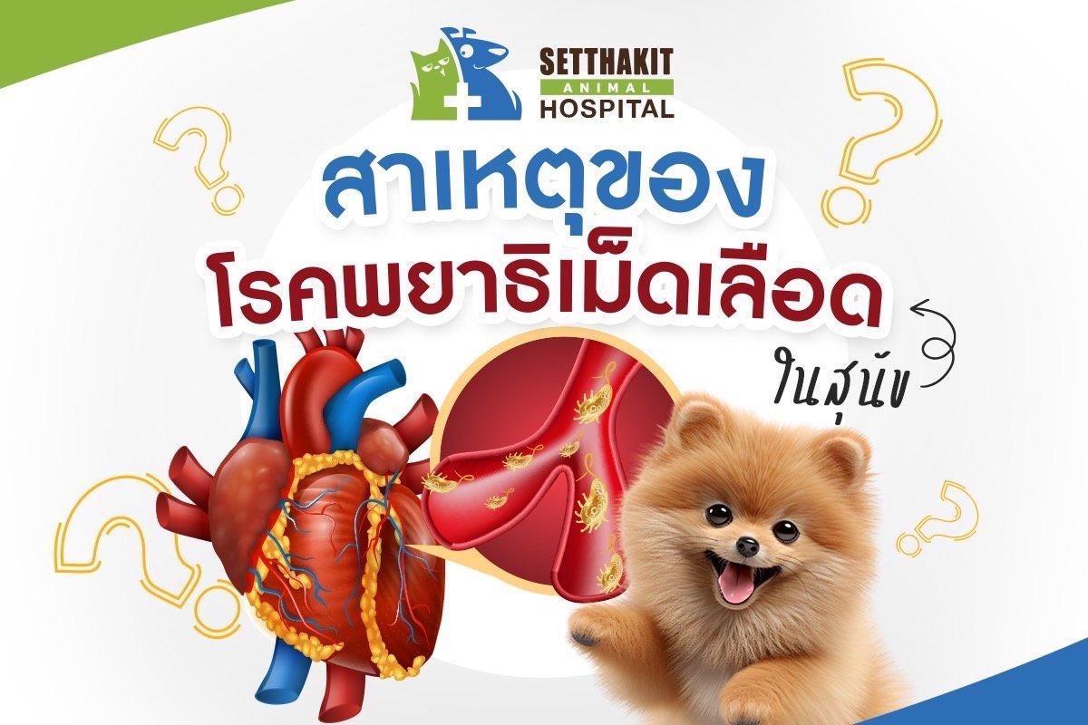 พยาธิเม็ดเลือดในสุนัข เกิดจากอะไร? รู้ทันป้องกันได้