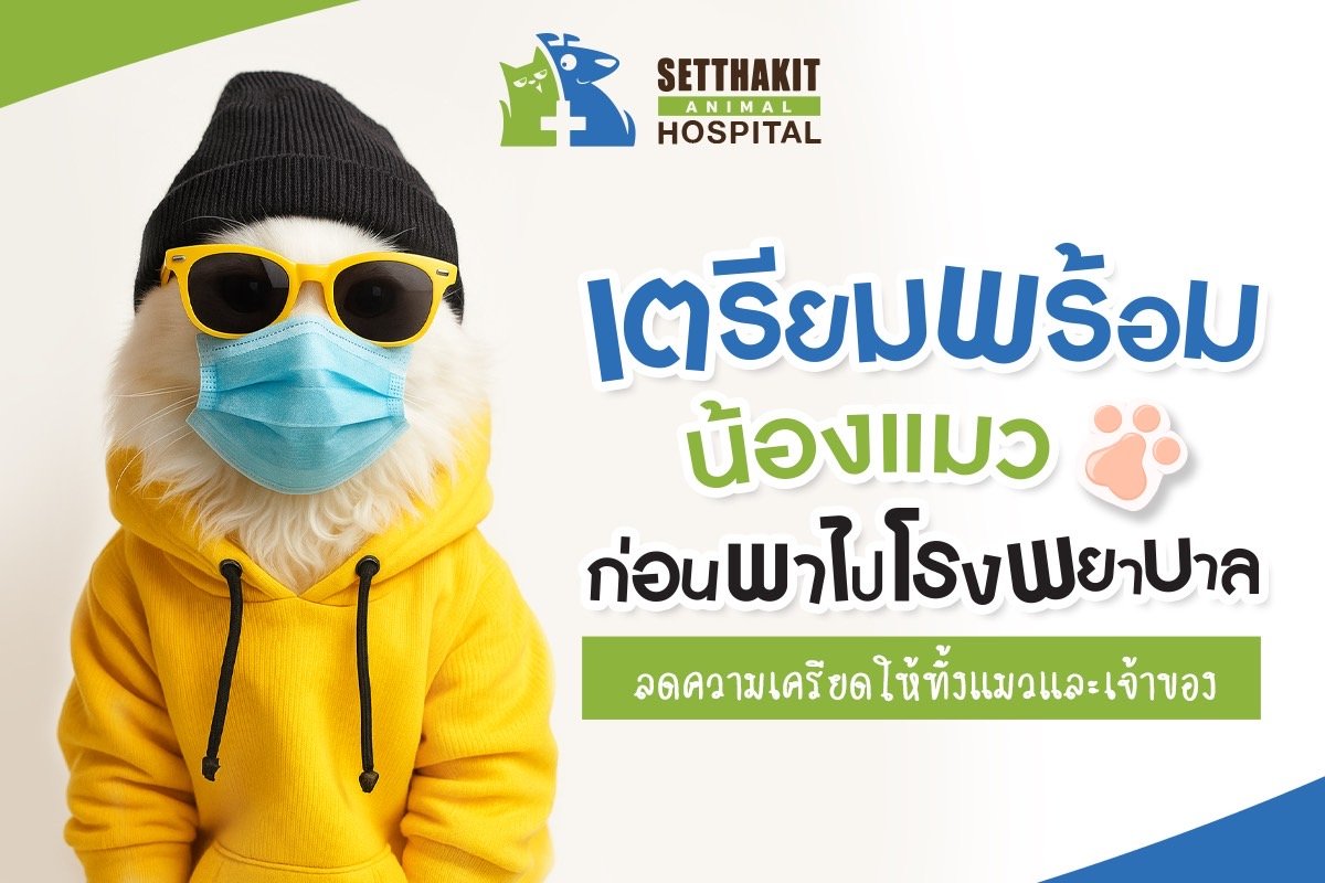เตรียมพร้อมน้องแมวก่อนพาไปโรงพยาบาล ลดความเครียดให้ทั้งแมวและเจ้าของ