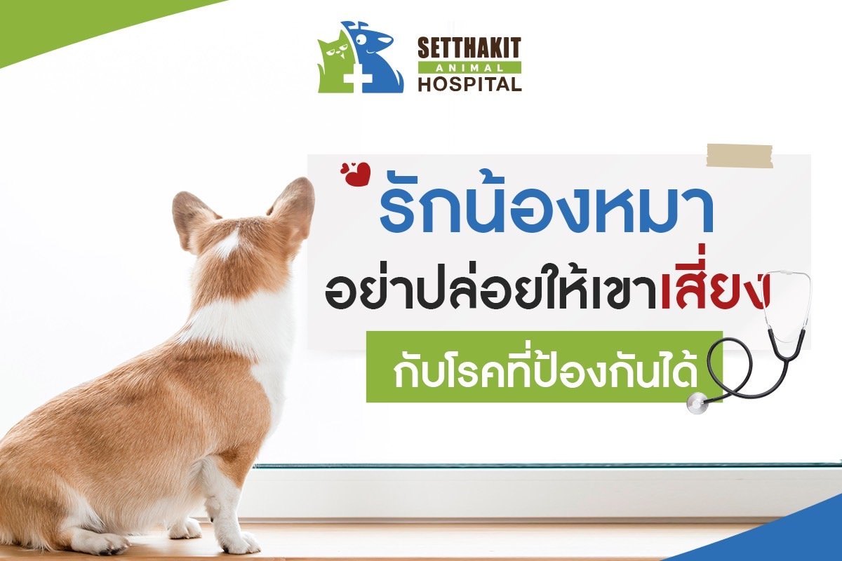 รักน้องหมา อย่าปล่อยให้เขาเสี่ยงกับโรคที่ป้องกันได้