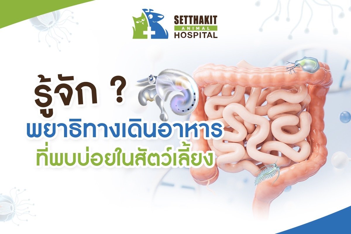 รู้จัก พยาธิทางเดินอาหาร ที่พบบ่อยในสัตว์เลี้ยง