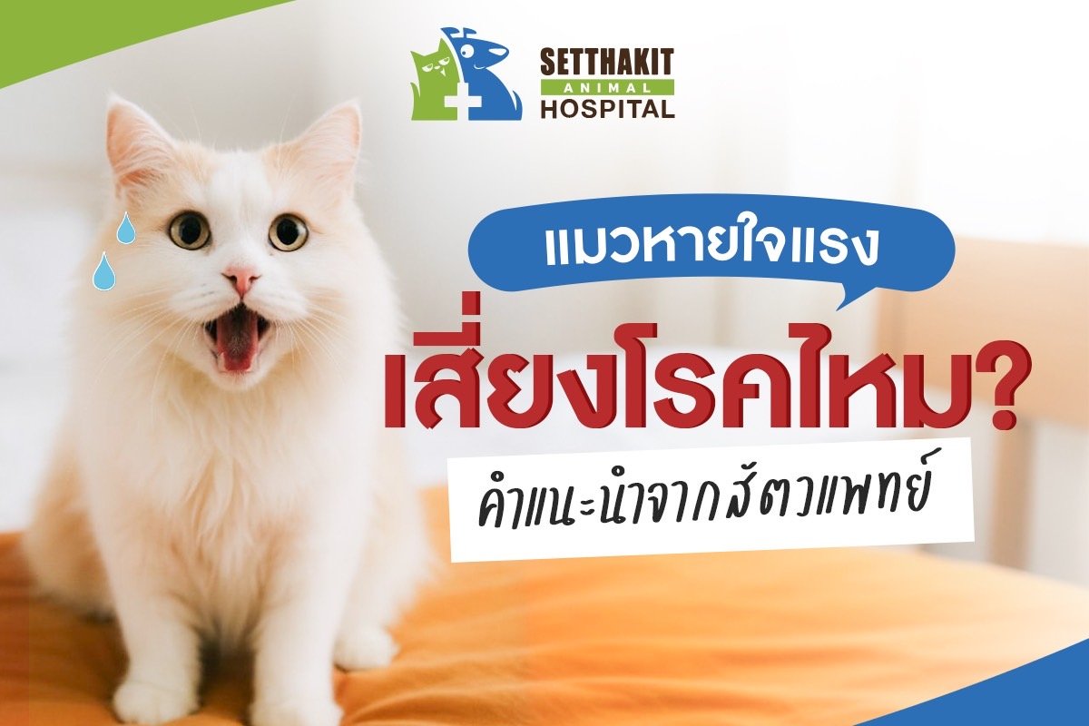 แมวหายใจแรง เสี่ยงโรคไหม? คำแนะนำจากสัตวแพทย์