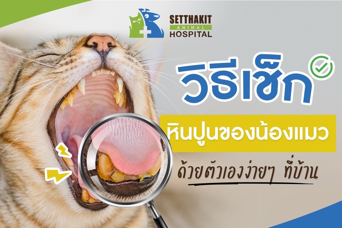 วิธีเช็กหินปูนของน้องแมวด้วยตัวเองง่ายๆ ที่บ้าน