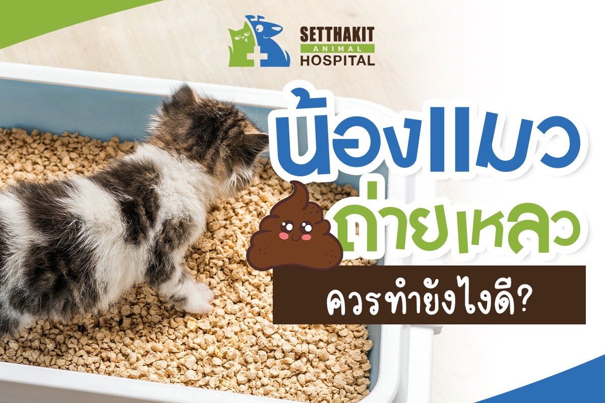 น้องแมวถ่ายเหลว เจ้าของควรทำยังไงดี?