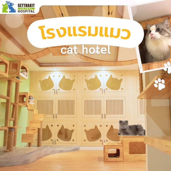 โรงแรมแมว (Cat Hotel) - โรงพยาบาลสัตว์เศรษฐกิจสัตวแพทย์