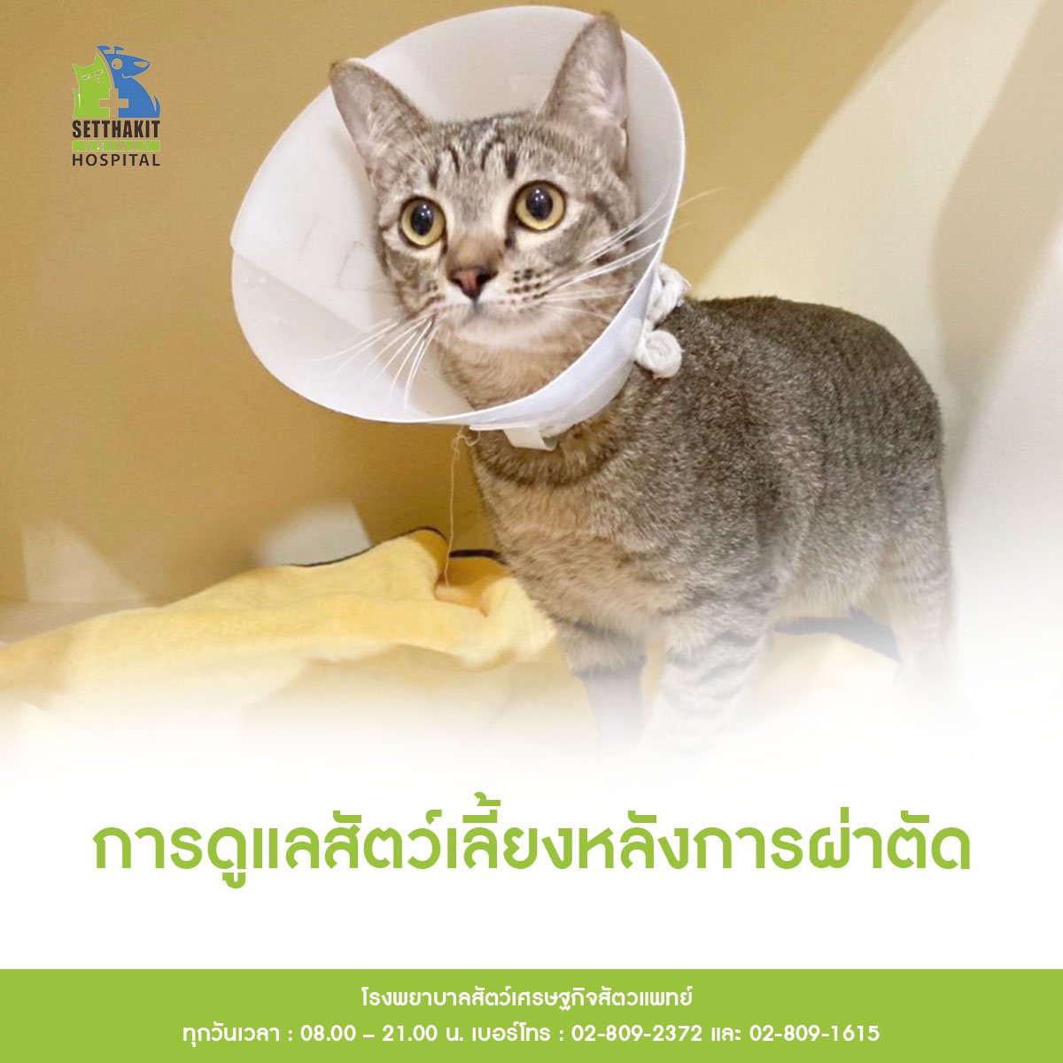 การดูแลสัตว์เลี้ยงหลังการผ่าตัด การดูแลสัตว์เลี้ยงหลังการผ่าตัด