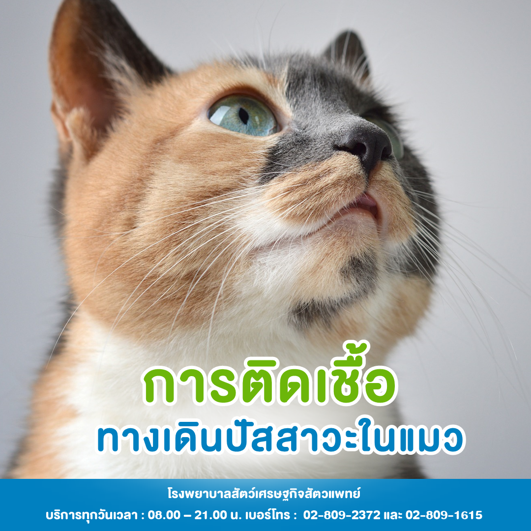 การติดเชื้อทางเดินปัสสาวะในแมว ทางเดินปัสสาวะในแมว