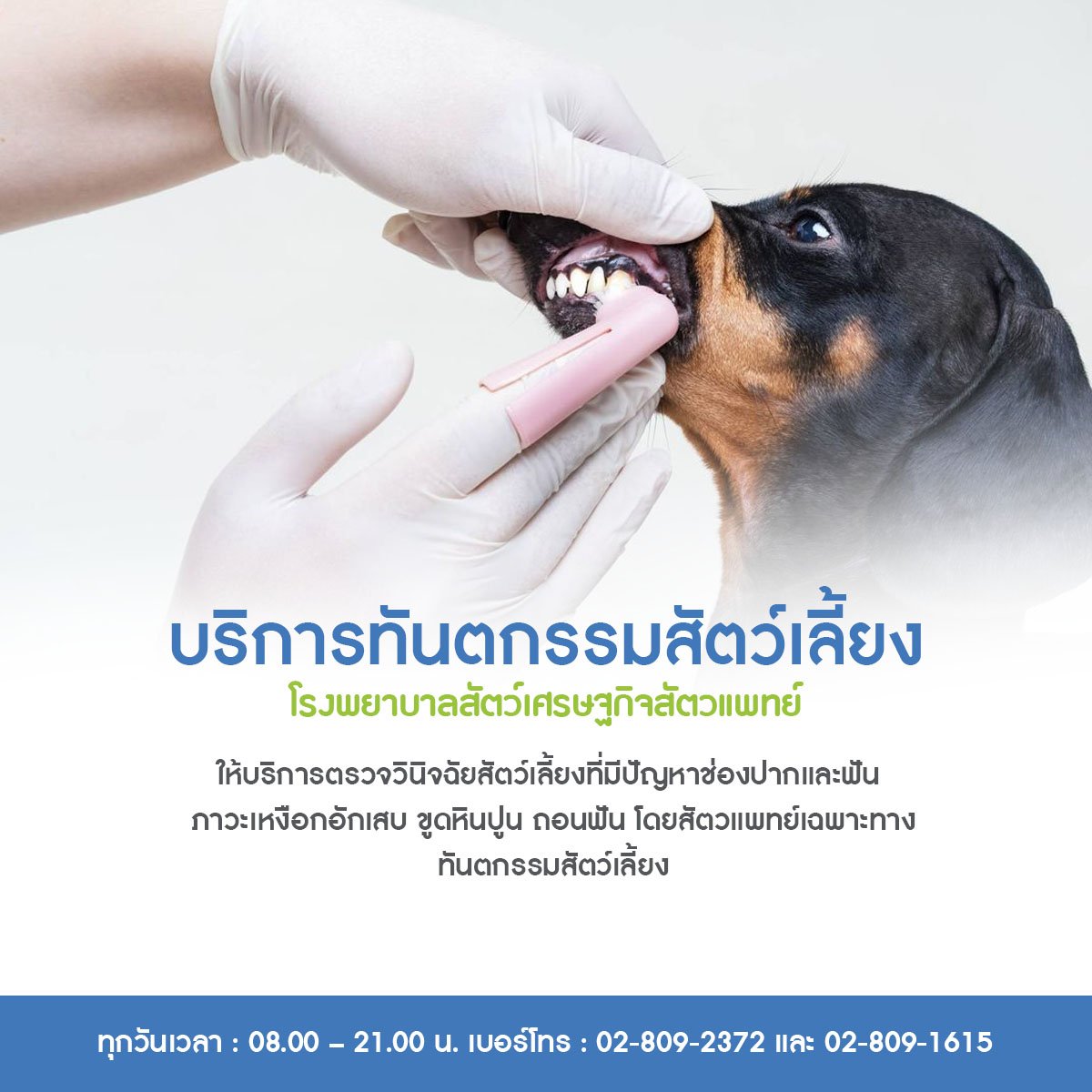 บริการทันตกรรมสัตว์เลี้ยง โรงพยาบาลสัตว์เศรษฐกิจสัตวแพทย์ บริการทันตกรรมสัตว์เลี้ยง โรงพยาบาลสัตว์เศรษฐกิจสัตวแพทย์
