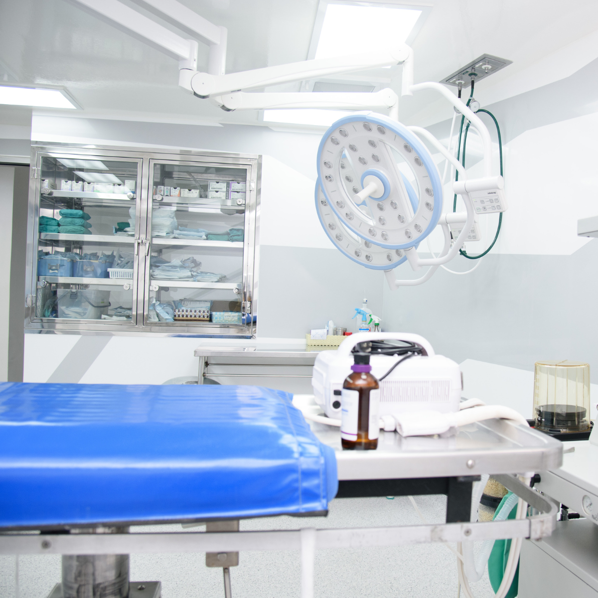 ขูดหินปูน สัตว์เลี้ยง ขูดหินปูน สัตว์เลี้ยง