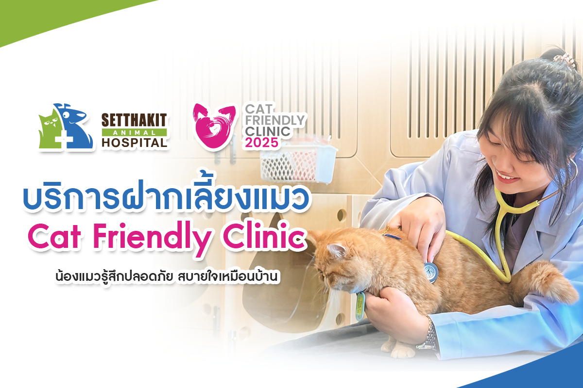 โรงแรมแมว (Cat Hotel) บริการฝากเลี้ยงแมว โรงแรมแมว (Cat Hotel) บริการฝากเลี้ยงแมว