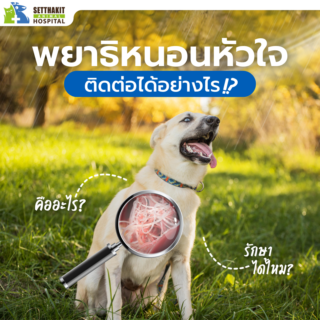 พยาธิหนอนหัวใจ ติดต่อได้อย่างไร วิธีตรวจวินิจฉัย วิธีการรักษา  พยาธิหนอนหัวใจ ติดต่อได้อย่างไร วิธีตรวจวินิจฉัย วิธีการรักษา