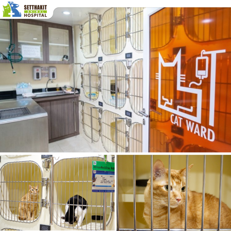 วอร์ดแอดมิดน้องแมว - รพส.เศรษฐกิจสัตวแพทย์ วอร์ดแอดมิดน้องแมว - รพส.เศรษฐกิจสัตวแพทย์