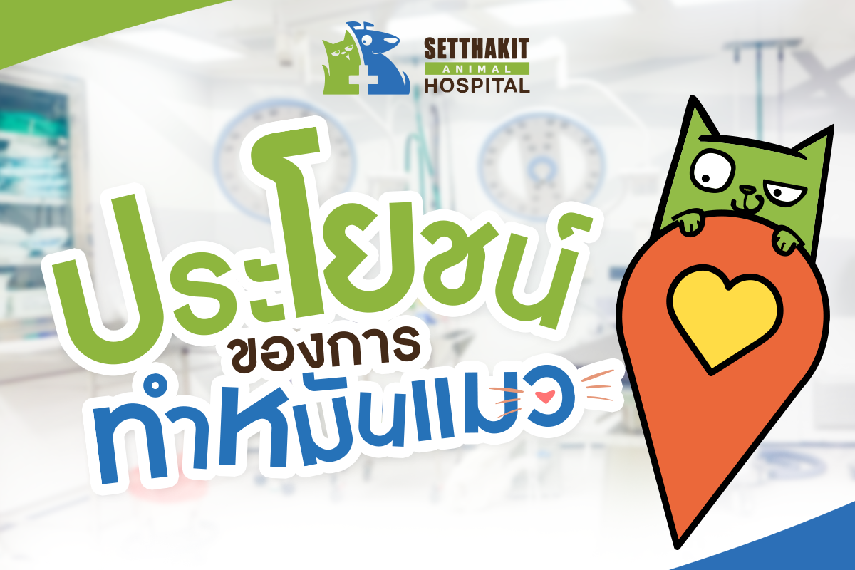 ประโยชน์ของการทำหมันแมว: ทางเลือกที่ดีที่สุดเพื่อสุขภาพและพฤติกรรมที่ดีของแมว ประโยชน์ของการทำหมันแมว: ทางเลือกที่ดีที่สุดเพื่อสุขภาพและพฤติกรรมที่ดีของแมว