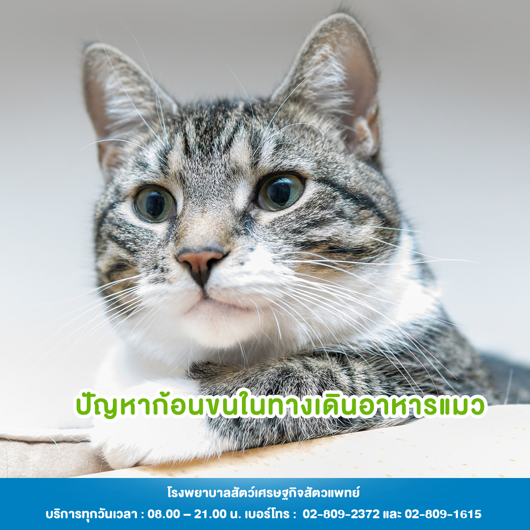 ปัญหาก้อนขนในทางเดินอาหารแมว ปัญหาก้อนขนในทางเดินอาหารแมว