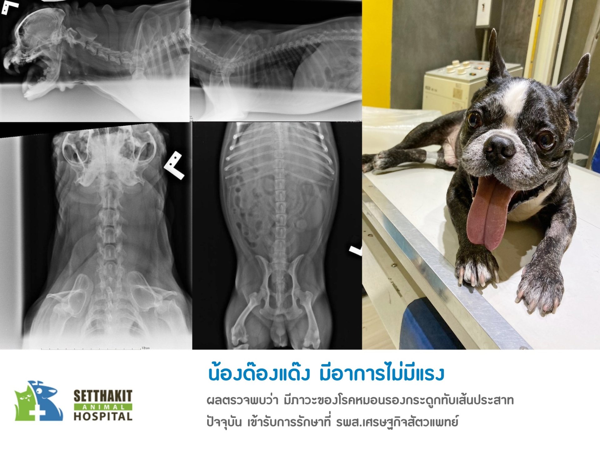 ผ่าตัดสะบ้าเคลื่อนในสัตว์เลี้ยง + หมอนรองกระดูกทับเส้นประสาทในสุนัข