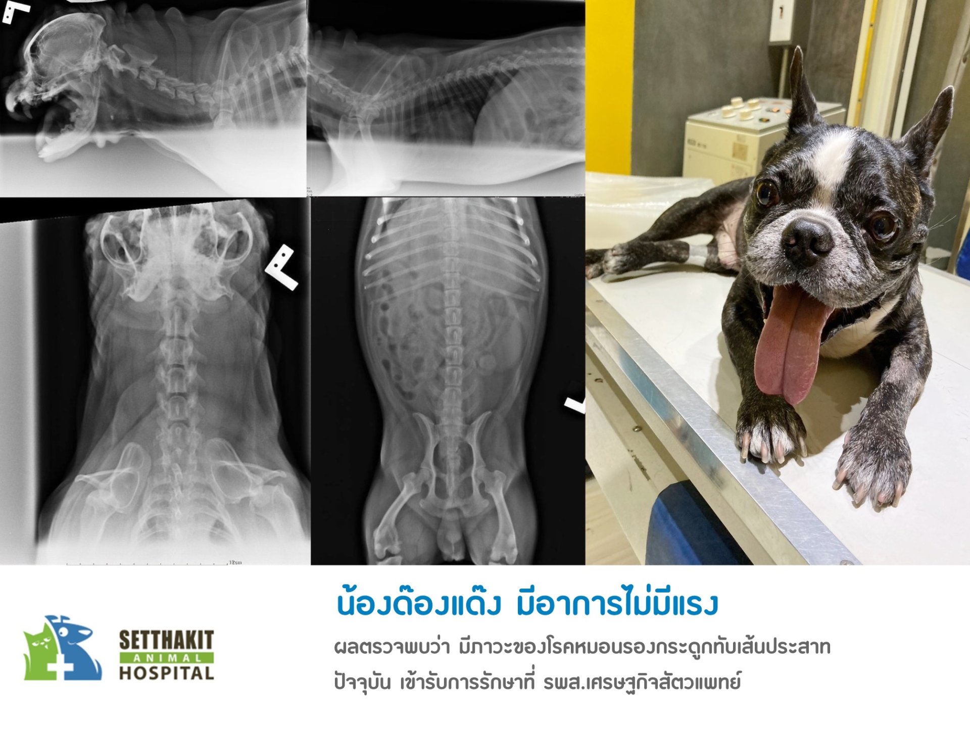 ผ่าตัดสะบ้าเคลื่อนในสัตว์เลี้ยง + หมอนรองกระดูกทับเส้นประสาทในสุนัข ผ่าตัดสะบ้าเคลื่อนในสัตว์เลี้ยง + หมอนรองกระดูกทับเส้นประสาทในสุนัข