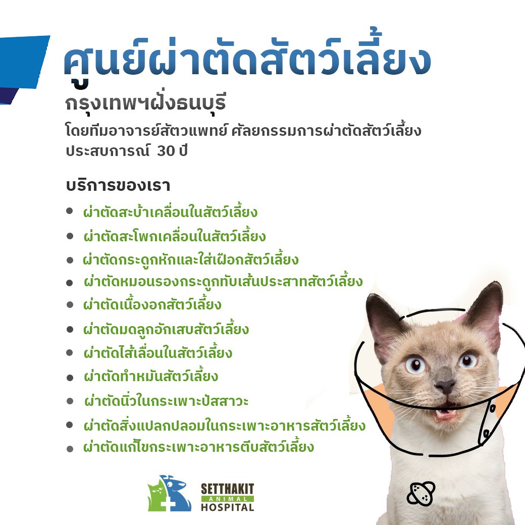 ผ่าตัดหมาแมว ผ่าตัดหมาแมว