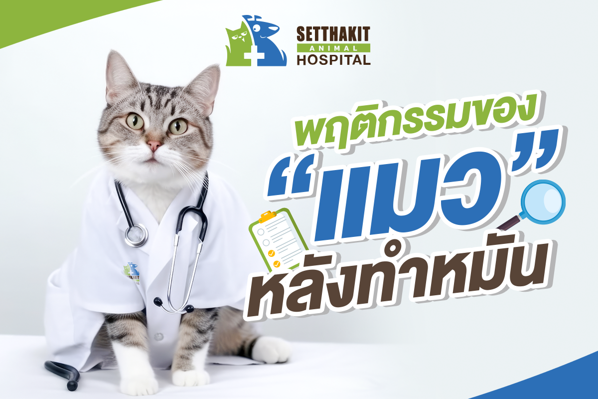 พฤติกรรมของแมวหลังทำหมัน: สิ่งที่เจ้าของแมวควรรู้ พฤติกรรมของแมวหลังทำหมัน: สิ่งที่เจ้าของแมวควรรู้