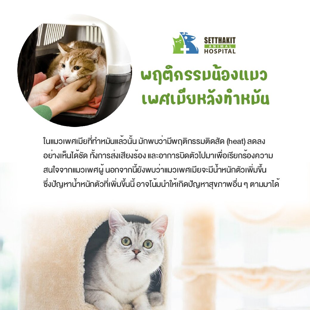 พฤติกรรมแมวเพศเมียหลังทำหมัน - โรงพยาบาลสัตว์เศรษฐกิจสัตวแพทย์ พฤติกรรมแมวเพศเมียหลังทำหมัน - โรงพยาบาลสัตว์เศรษฐกิจสัตวแพทย์