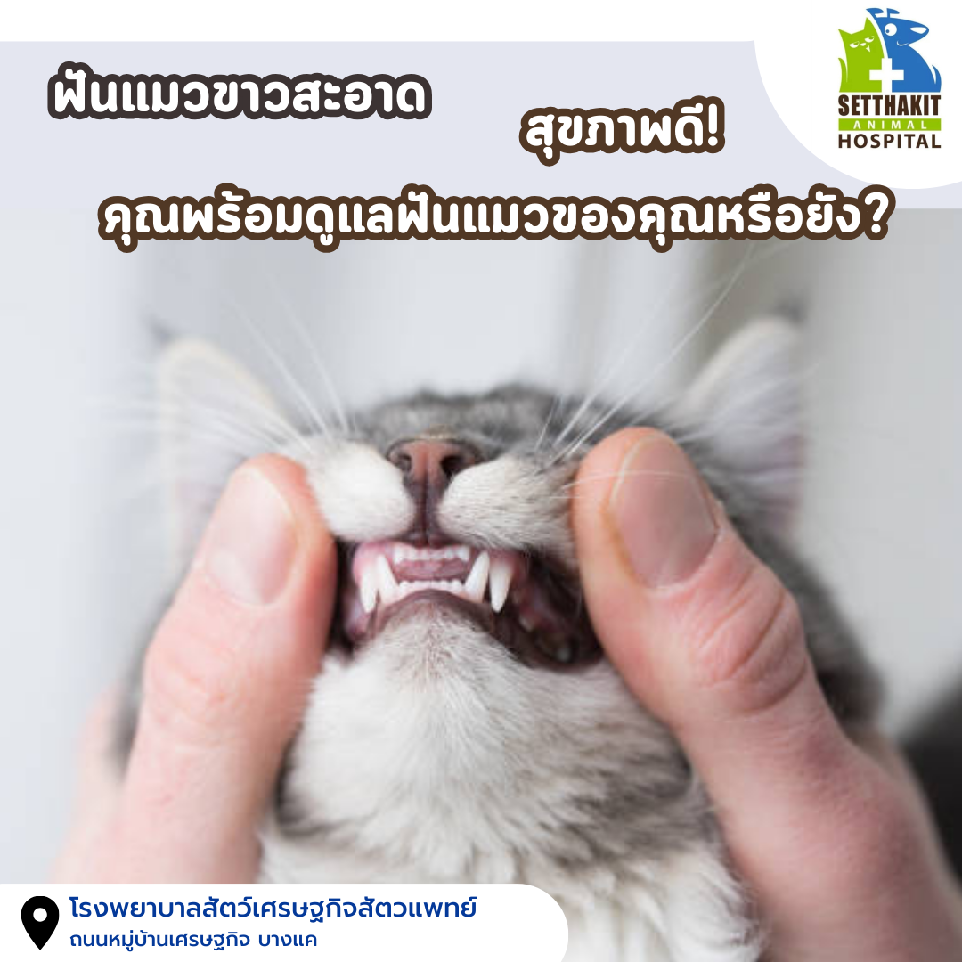 ฟันแมวขาวสะอาด สุขภาพดี! คุณพร้อมดูแลฟันแมวของคุณหรือยัง? ฟันแมวขาวสะอาด สุขภาพดี! คุณพร้อมดูแลฟันแมวของคุณหรือยัง?